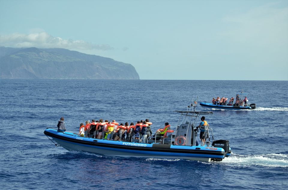 Whale and Dolphin Watching With Vila Franca Islet Visit - Transportation and Transfers