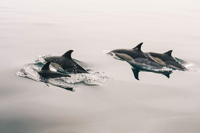 Whale & Dolphin Watching Boat Trip in Tenerife On a Sailing Boat (3 Hr) - Key points / Takeaways