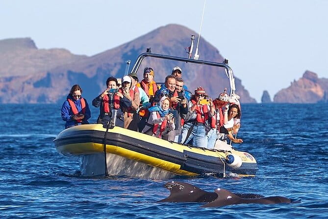 Whale & Dolphin Watching in Madeira - Final Thoughts