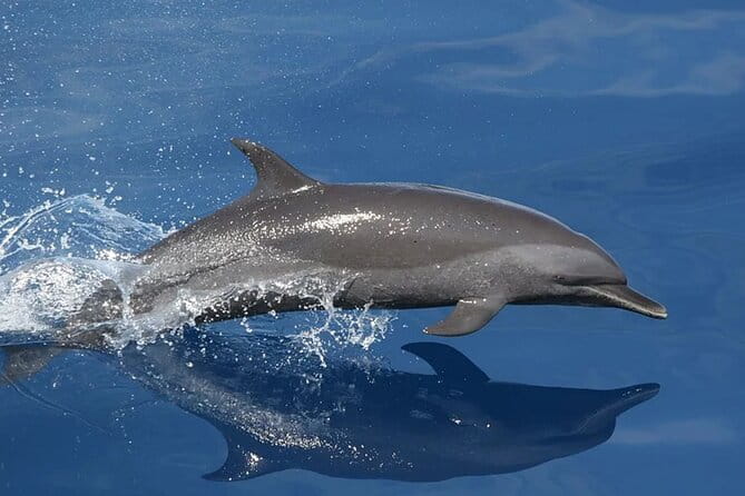 Whale & Dolphin Watching in Tenerife (Puerto Colon) On a Large Catamaran - Starting Point and Logistics