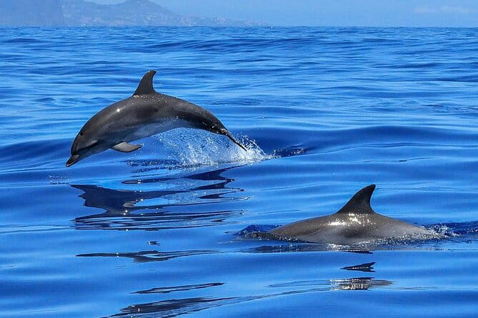 Whale & Dolphin Watching in Tenerife (Puerto Colon) On a Large Catamaran - Food, Drinks, and Relaxation