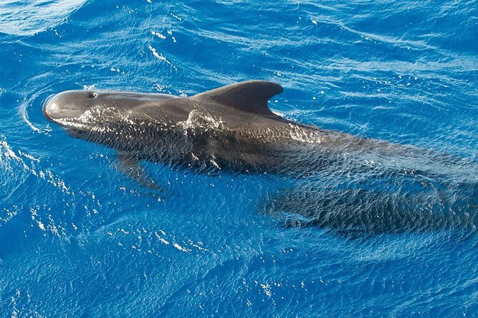 Whale & Dolphin Watching in Tenerife (Puerto Colon) On a Large Catamaran - Who Should Do This Tour?