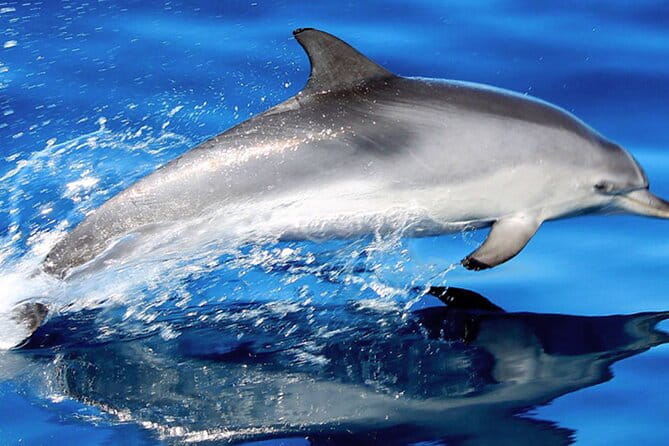 Whale & Dolphin Watching With Mustcat Virgin Coast Trip On a Large Catamaran - Key Points / Takeaways