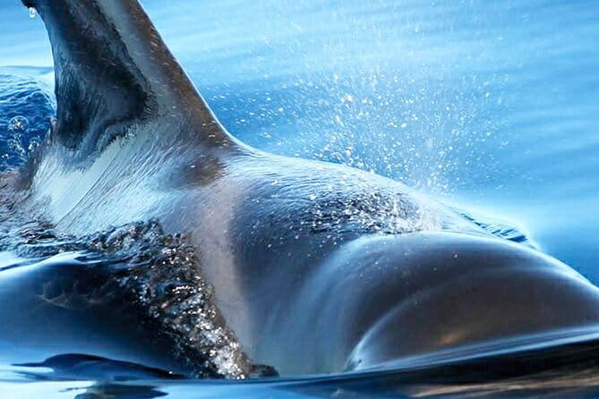 Whale & Dolphin Watching With Mustcat Virgin Coast Trip On a Large Catamaran - FAQ: Common Questions About the Mustcat Virgin Coast Trip