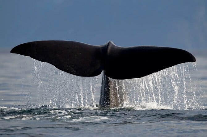 Whale Safari in Tromso - Who Will Love This Experience?