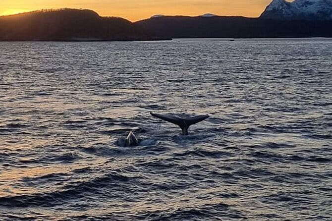 Whale Safari in Tromso - The Bottom Line