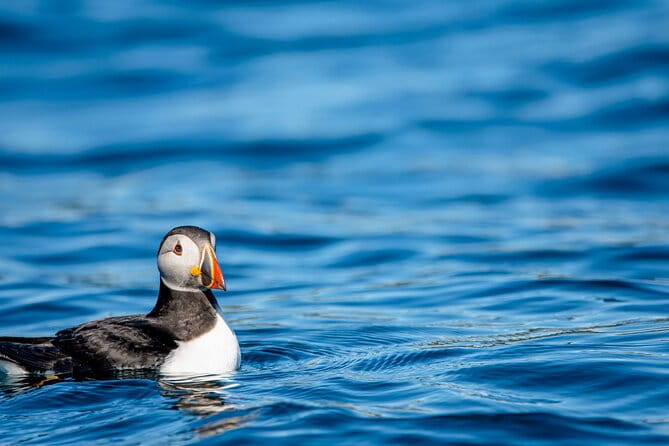 Whale safari with Puffins and Muffins (Andøy, Vesterålen) - Discovering Norway’s Northern Marine Wonderland