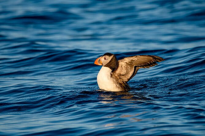 Whale safari with Puffins and Muffins (Andøy, Vesterålen) - FAQs