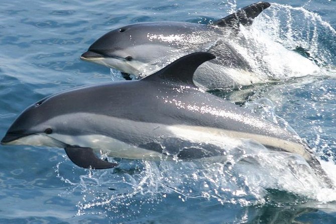 Whale Watching and Dolphin Spotting Cruise - What to Expect During the Cruise
