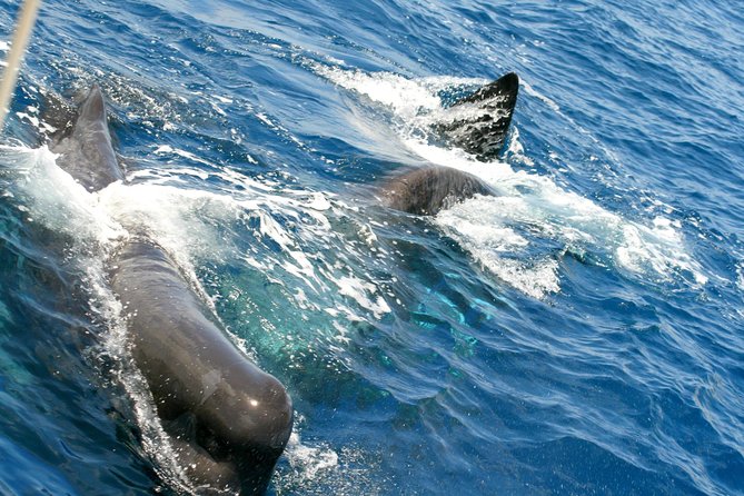 Whale Watching and Dolphin Spotting Cruise - Scenic Coastal Views