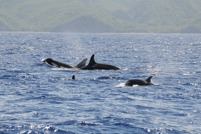 Whale Watching and Dolphin Spotting Cruise - Additional Important Information