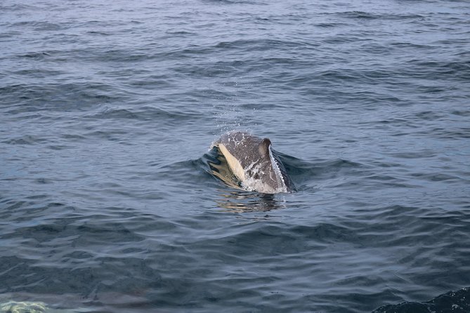 Whale Watching and Jeep Tour - Inclusions