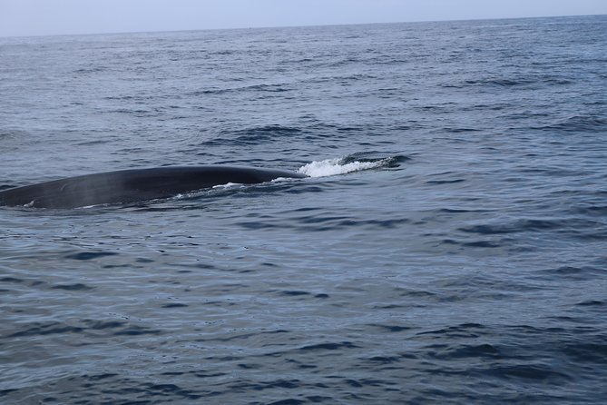 Whale Watching and Jeep Tour - Jeep Tour Highlights