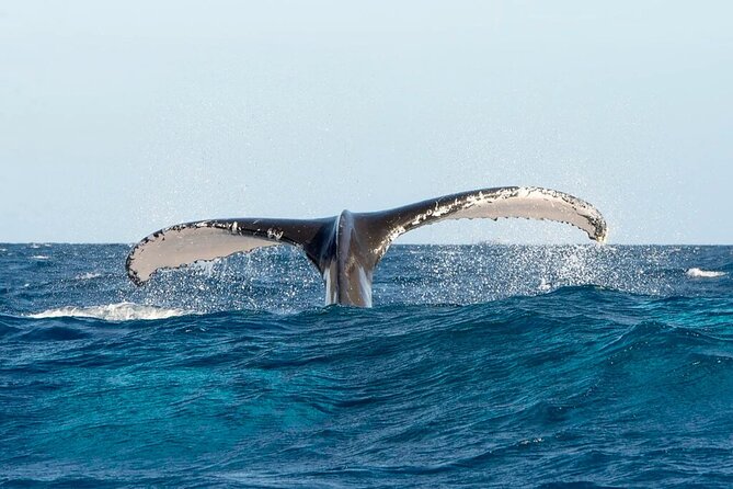Whale Watching and Montana Redonda - Pickup Details and Confirmation