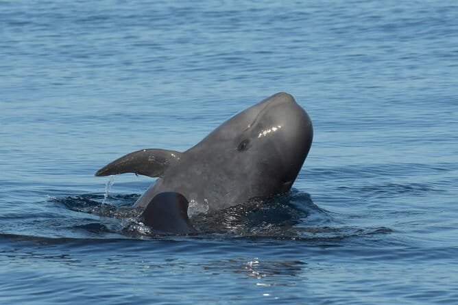 Whale watching and snorkelling in the whale sanctuary - Key points / Takeaways