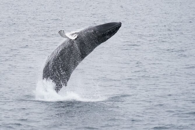 Whale Watching Cruise on a Yacht in Reykjavik - Meeting Point and Pickup Details