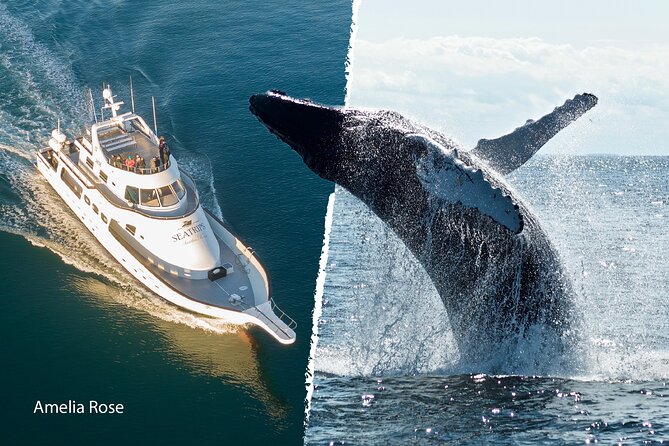Whale Watching Cruise on a Yacht in Reykjavik - Sights and Wildlife Sightings