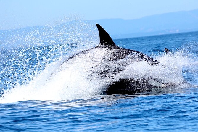 Whale Watching Cruise With Expert Naturalists - Meeting Point and Check-In