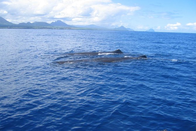 Whale Watching - Key Points