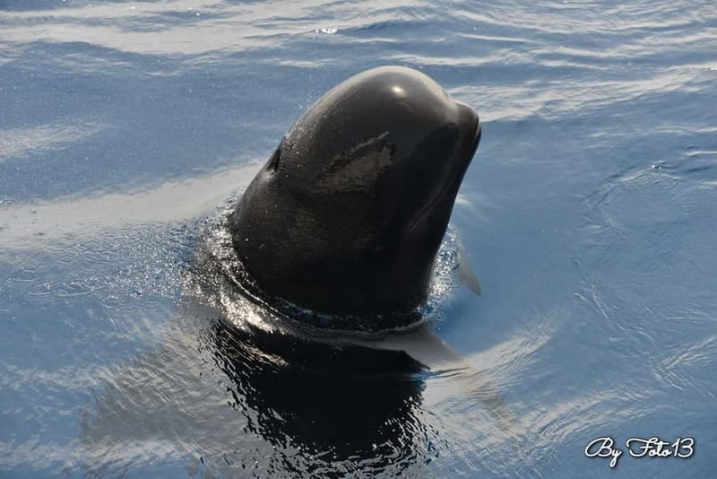 Whale watching, dolphins, and whales departing from Bandol - A Closer Look at Whale Watching Departing from Bandol
