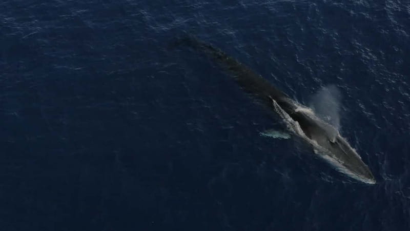 Whale watching, dolphins, and whales departing from Bandol - Key points / Takeaways