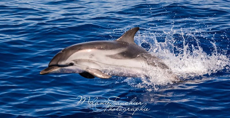 Whale watching, dolphins, and whales departing from Bandol - Final Thoughts: Is This the Marine Adventure for You?