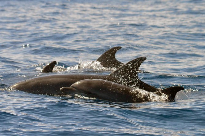 Whale Watching Eco-Adventure From Costa Adeje - Marine Life Sightings