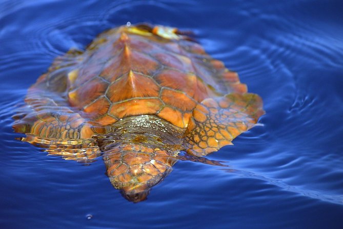 Whale Watching Eco-Adventure From Costa Adeje - Boat and Crew