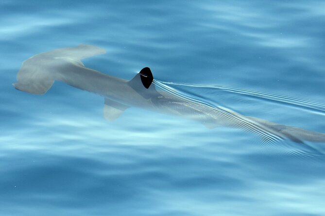 Whale Watching in Los Gigantes for Over 11 Years - Meeting Point and Recommendations