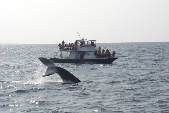 Whale Watching in Okinawa - Key Points