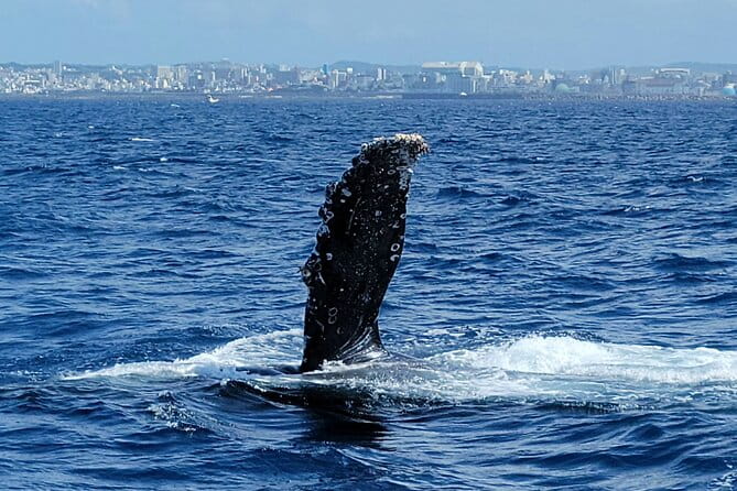 Whale Watching in Okinawa - Health and Safety Requirements