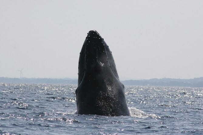 Whale Watching in Okinawa - Accessibility Information