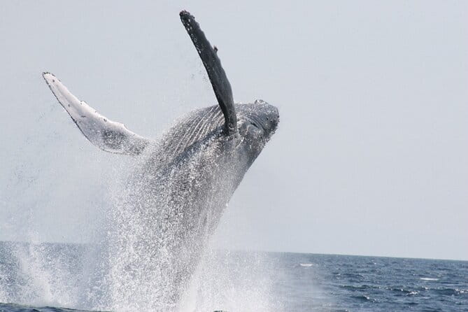Whale Watching in Okinawa - What to Expect During the Tour