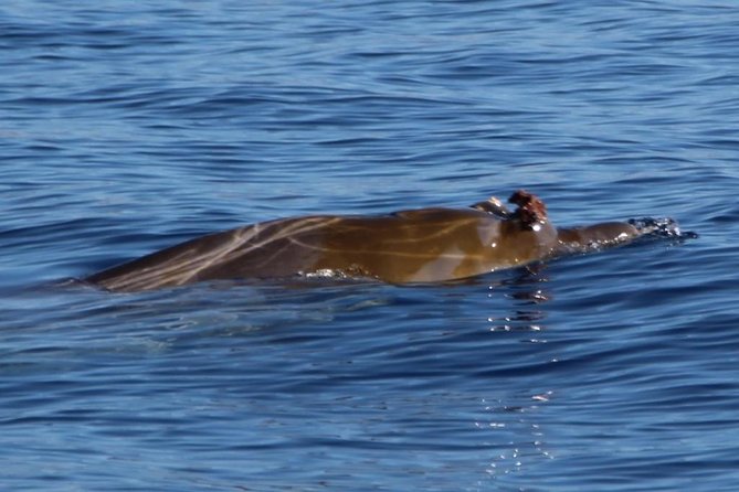 Whale Watching in Tenerife - Overview of the Tour