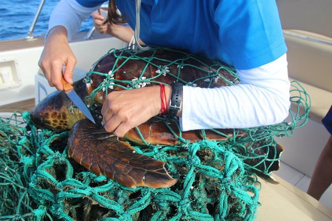 Whale Watching in Tenerife - Confirmation and Availability