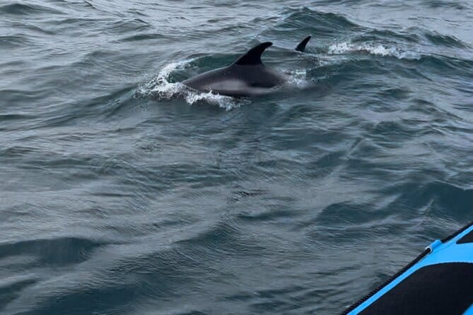 Whale Watching - RIB Boat Adventure in Kopavogur, Iceland - Final Thoughts: Is This Tour Right for You?