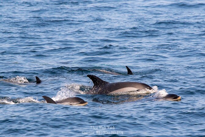 Whale Watching Trips to Stellwagen Bank Marine Sanctuary. Guaranteed Sightings! - Highlights of the Trip Experience