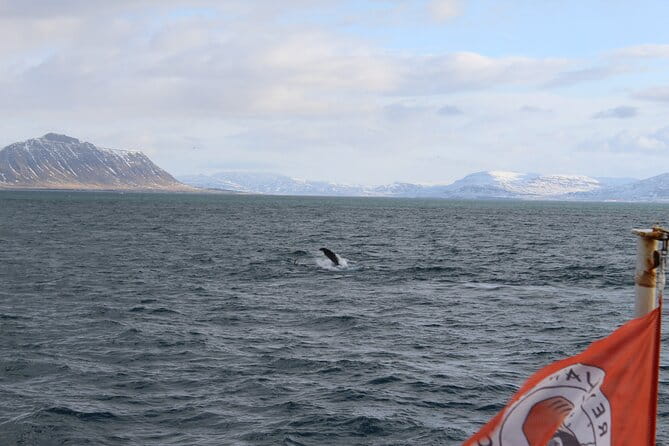 Whale Wonders Morning Expedition from Reykjavík - The Full Experience: What To Expect on the Water