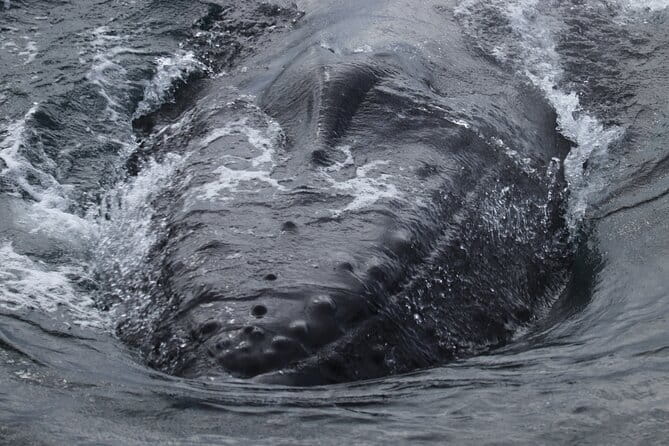 Whale Wonders Morning Expedition from Reykjavík - Pricing and Value: What You’re Getting for $78