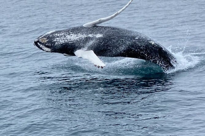 Whale Wonders Morning Expedition from Reykjavík - Who Should Book This Tour?