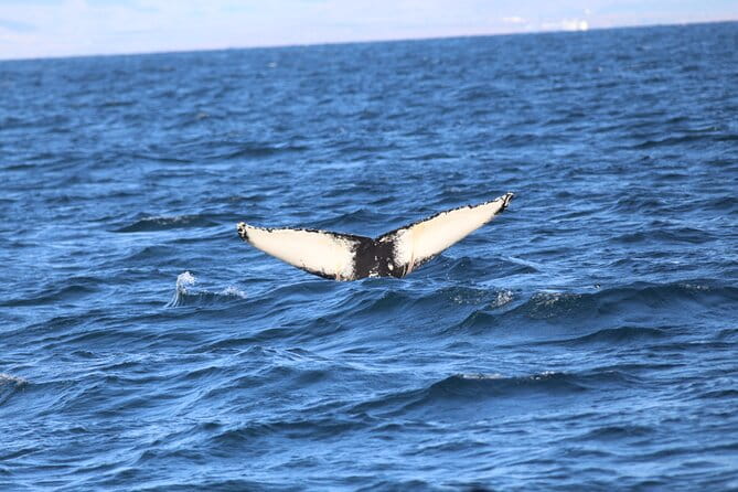 Whale Wonders Morning Expedition from Reykjavík - FAQ