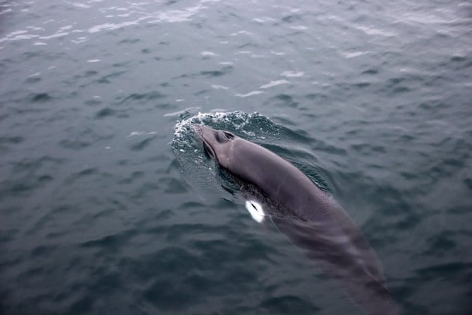 Whales of Iceland from Land and Sea - FAQ