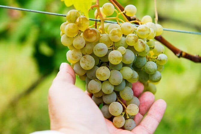 Whole day Wine Tour to Kakheti from Tbilisi - Exploring the Journey Through Kakheti