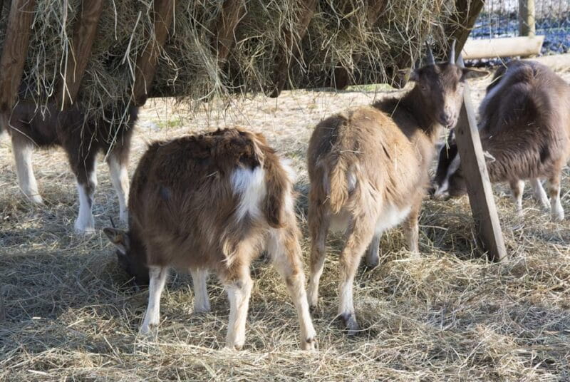 Wiesbaden: Certified organic farm - Domäne Mechtildshausen - Who Should Consider This Experience?