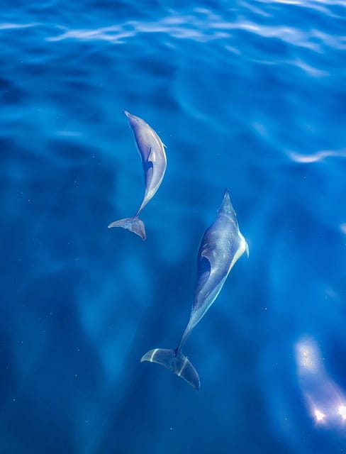 Wild Atlantic Way: Wildlife Eco Cruise - Navigating the Wildlife: What Youll Encounter