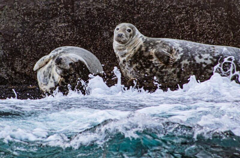 Wild Atlantic Way: Wildlife Eco Cruise - Price and Value: Is It Worth It?