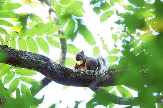 Wild Bird Sanctuary Forest Guided Tour in Nagano - Included in the Tour