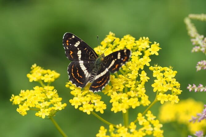 Wild Bird Sanctuary Forest Guided Tour in Nagano - Meeting and Pickup Details