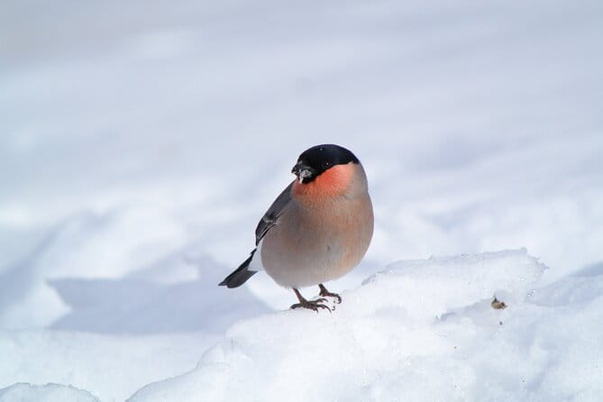 Wild Bird Sanctuary Forest Guided Tour in Nagano - Highlights of the Wild Bird Sanctuary Forest