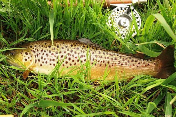 Wild Brown Trout fishing. Lough Corrib. French speaking Ghillie/Guide. Full day. - An In-Depth Look at the Experience